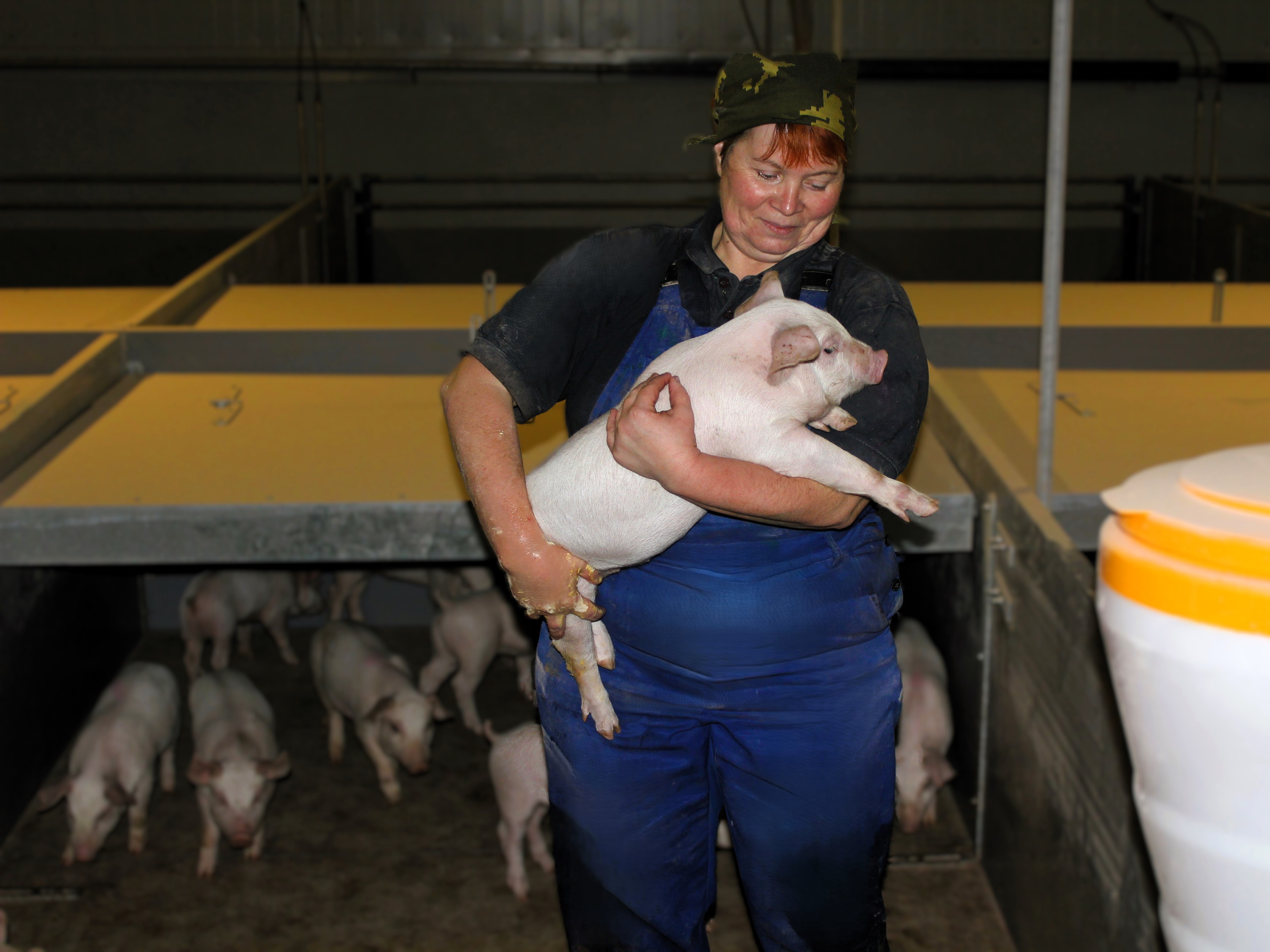 Автоматизированная система кормления свиней